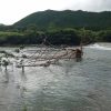 中野の流木