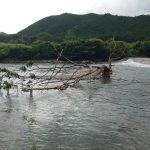 中野の流木