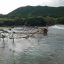 中野の流木